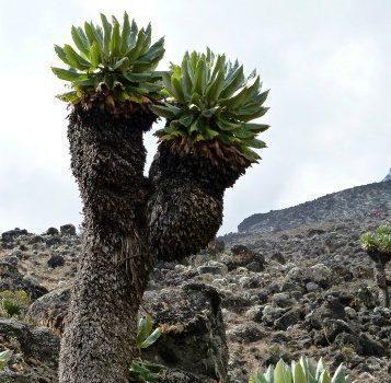 Giant senecio on Kilimanjaro