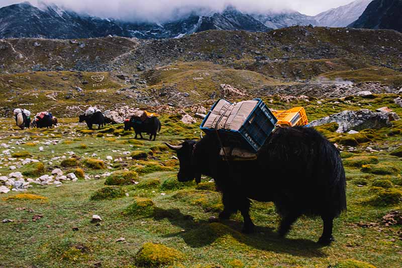 A horizontal image of yaks carrying loads in a valley in Nepal with mountains in the background.