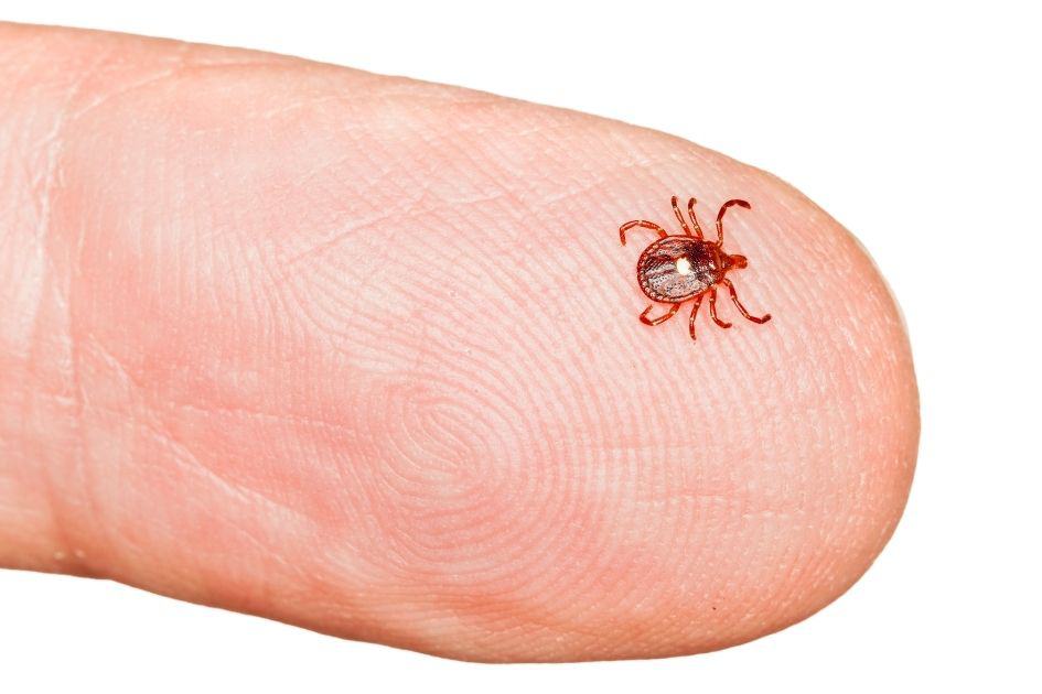 Lone Star tick close up-  how to avoid tick bites when hiking