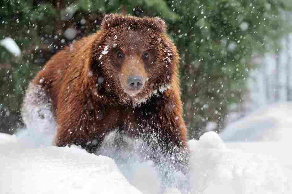 A brown bear running through snow in a winter forest, showcasing its activity during the colder months.