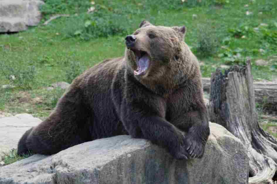A brown bear yawning while resting on a rock in a forested area, illustrating bear behavior during hibernation seasons.