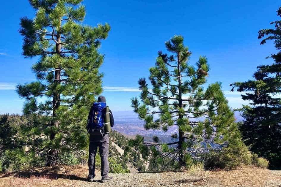 A backpacker gazes out at the expansive view from a high vantage point among towering pine trees on Mt. Baldy